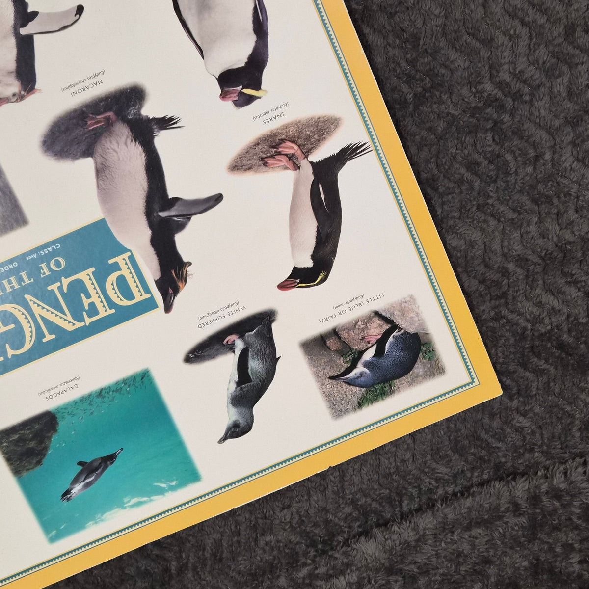 Vintage 1995 Penguins of the World Jonathan Chester Poster 23x46 Rigid Foam