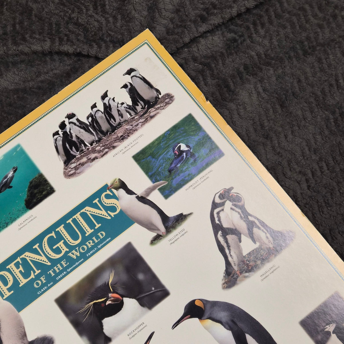 Vintage 1995 Penguins of the World Jonathan Chester Poster 23x46 Rigid Foam
