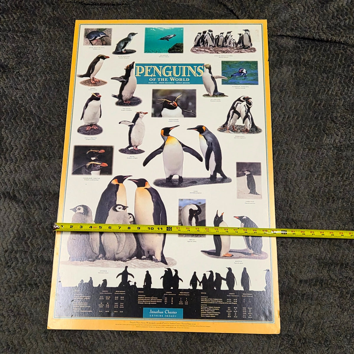 Vintage 1995 Penguins of the World Jonathan Chester Poster 23x46 Rigid Foam