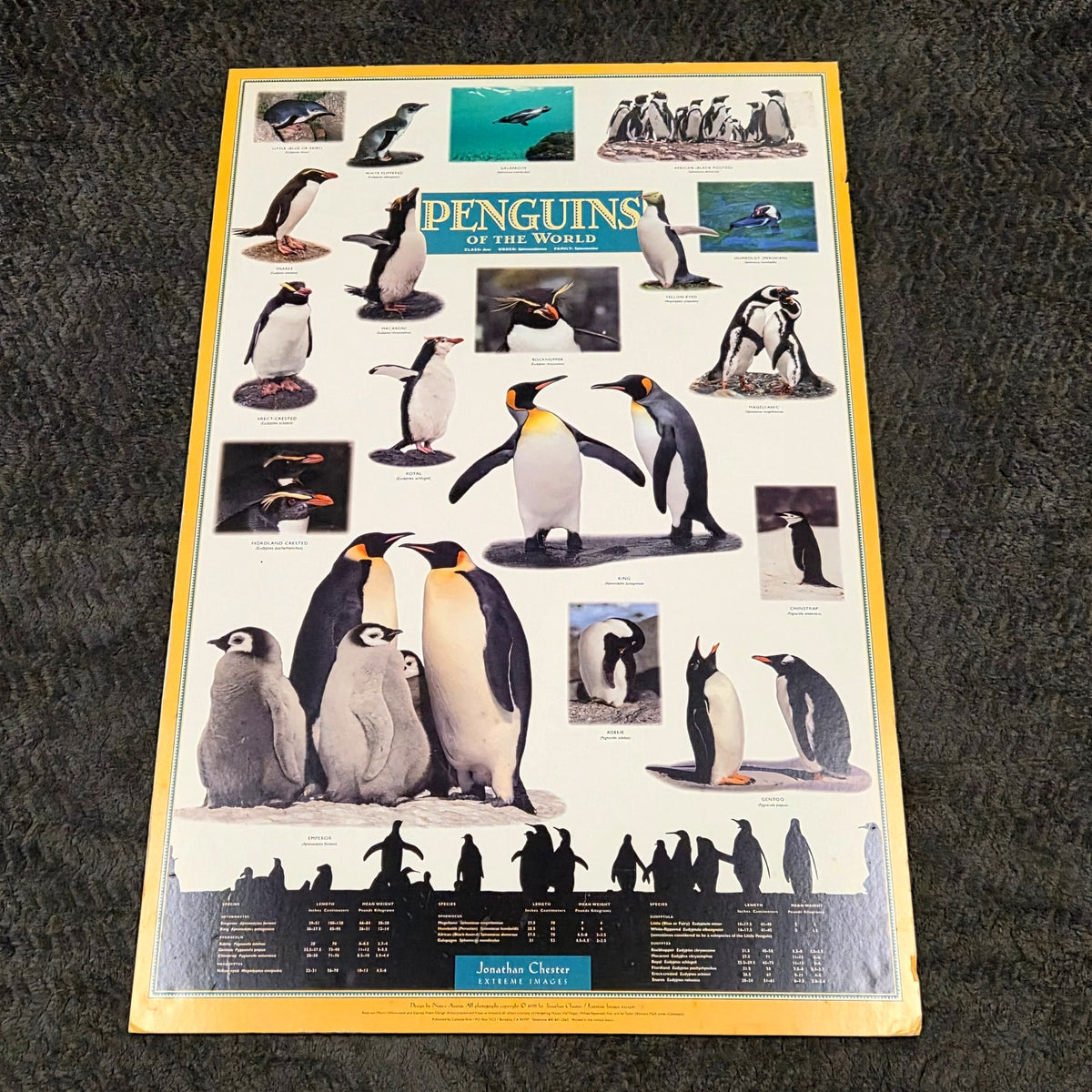 Vintage 1995 Penguins of the World Jonathan Chester Poster 23x46 Rigid Foam