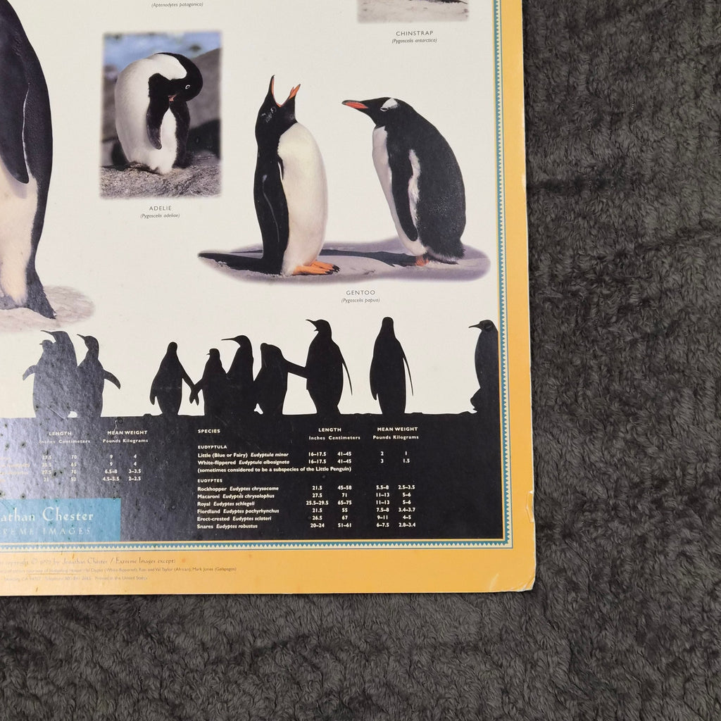 Vintage 1995 Penguins of the World Jonathan Chester Poster 23x46 Rigid Foam