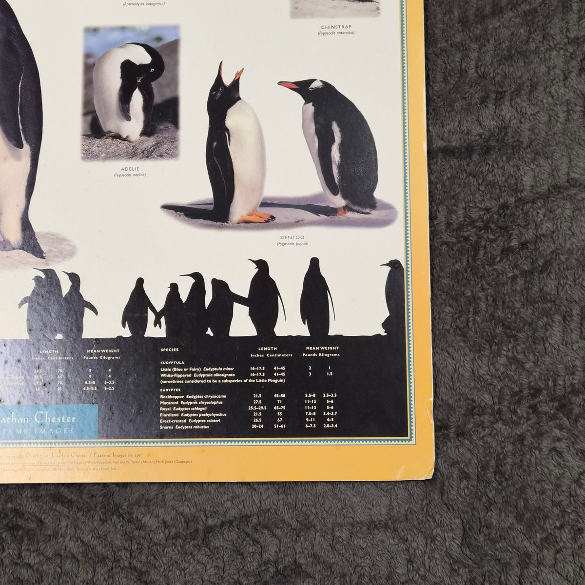 Vintage 1995 Penguins of the World Jonathan Chester Poster 23x46 Rigid Foam