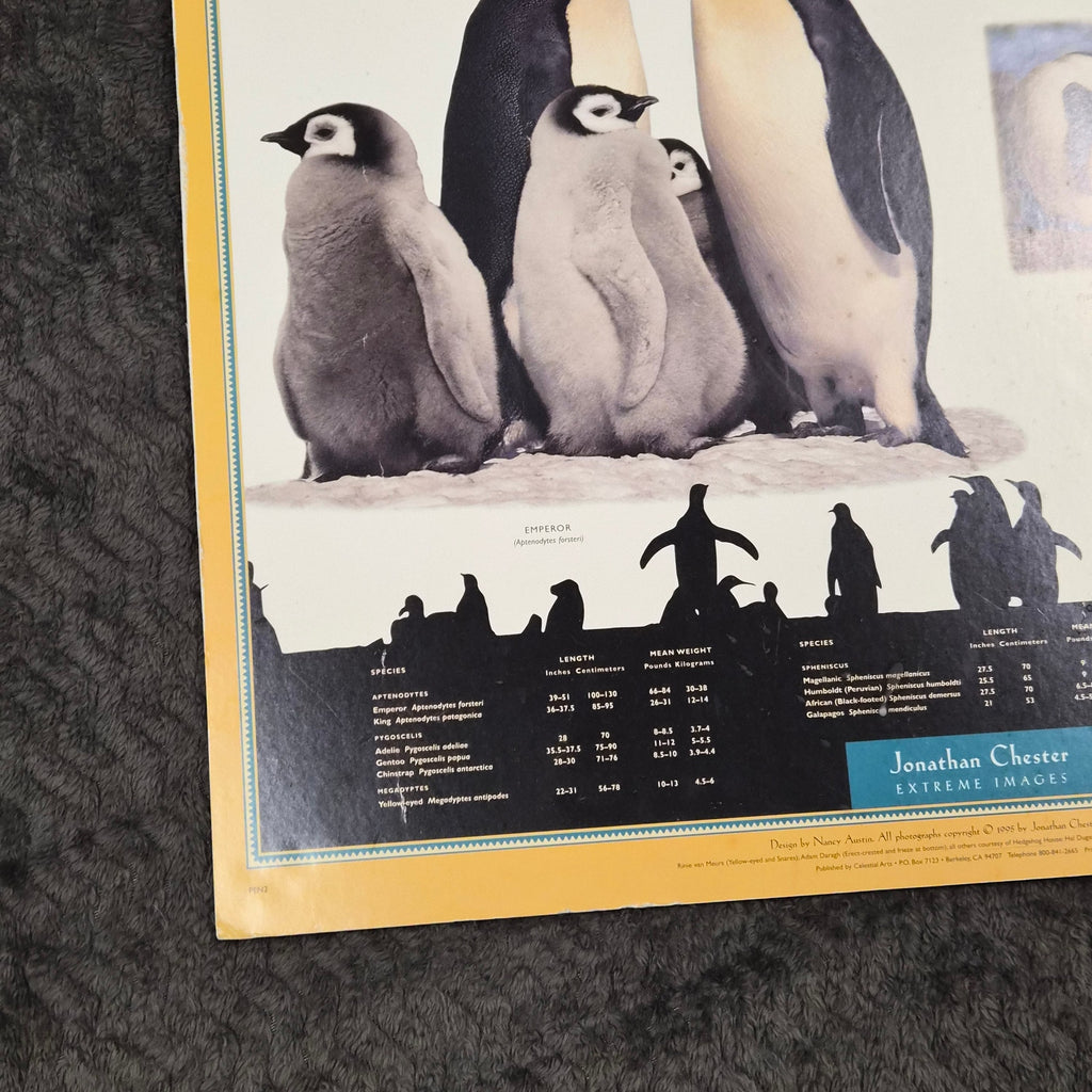 Vintage 1995 Penguins of the World Jonathan Chester Poster 23x46 Rigid Foam